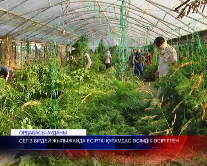 Ордабасы ауданындағы сегіз бірдей жылыжайда есірткі өсірілген
