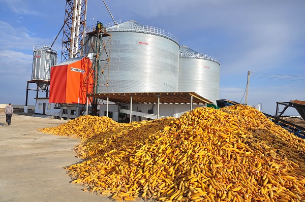 Отырар ауданында жүгері өңдейтін зауыт ашылды