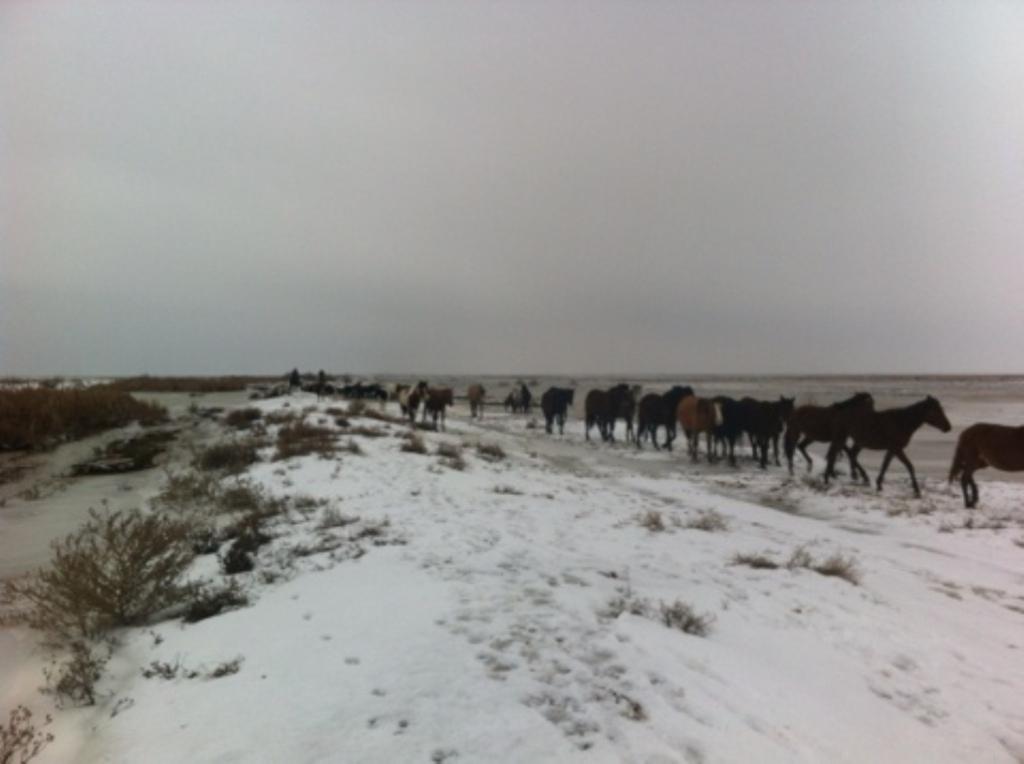 Суда қалған малдар құтқарылды