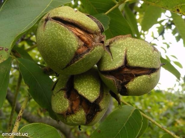 Оңтүстікте елімізде теңдесі жоқ жаңғақты алқап құрылмақ