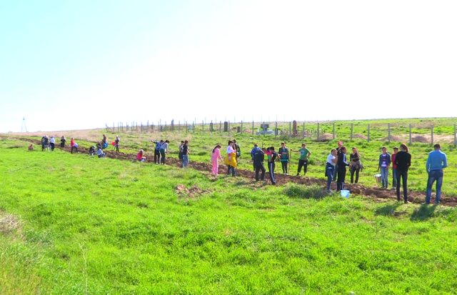 Шымкентте 112 мыңнан аса сәнді ағаш көшеттері егіледі