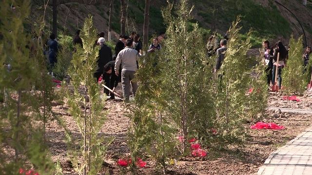 «Бүкілқазақстандық ағаш отырғызу күні» акциясында 26 мыңнан астам көшет отырғызылды