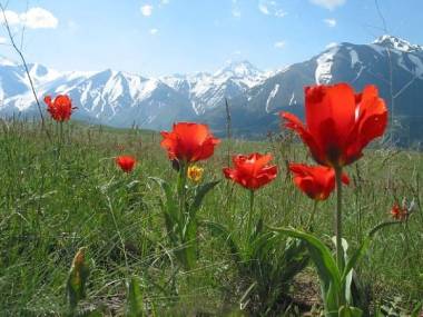 «Қызғалдақтарды қорғау» акциясы өтті