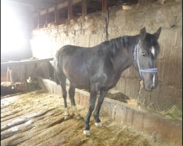 Мақтаралдық полицейлер барымташылардың жолын кесті