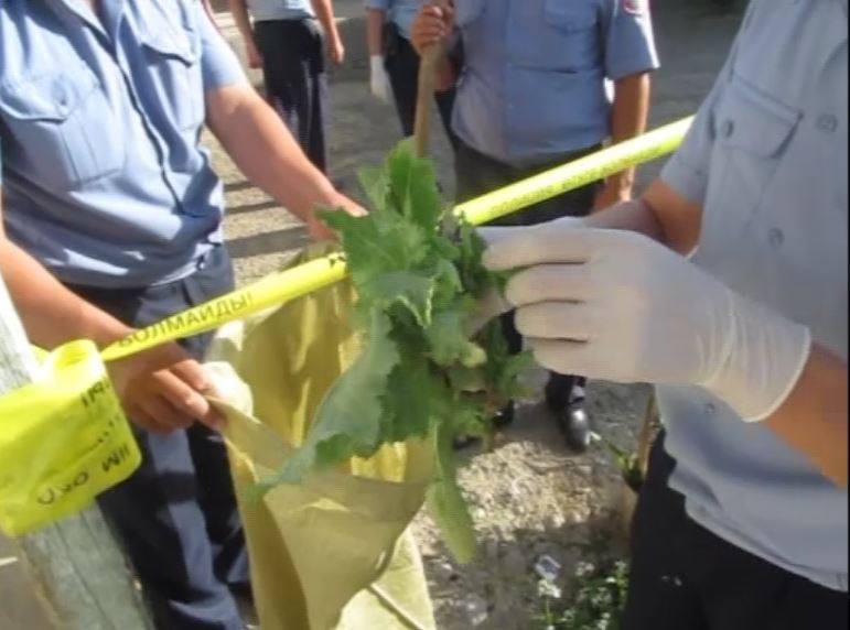 Оңтүстік полицейлері 2 мыңнан аса көкнар мен сора түптерін тәркіледі