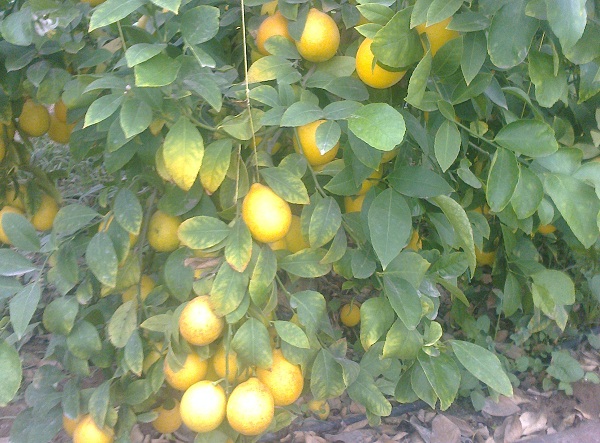 Қазығұртта лимон өсіріле бастады