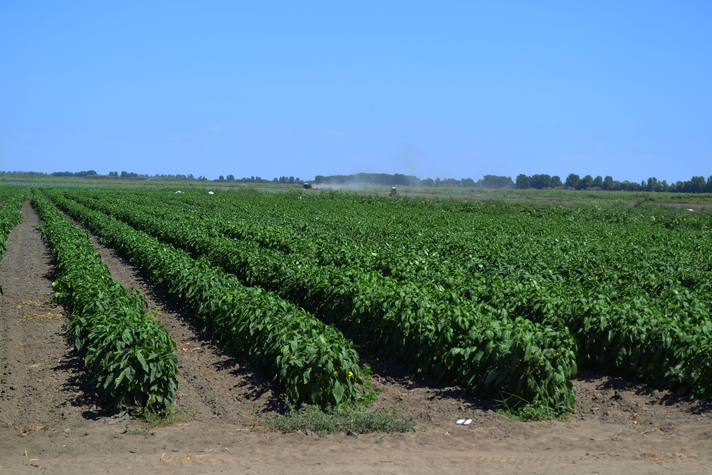 Су арналарын қайта қалпына келтіру жұмыстары жүргізілуде