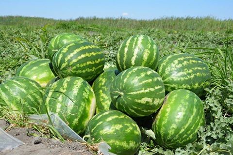 Шардаралық диқандар гектарынан 250 центнерден өнім жинауда