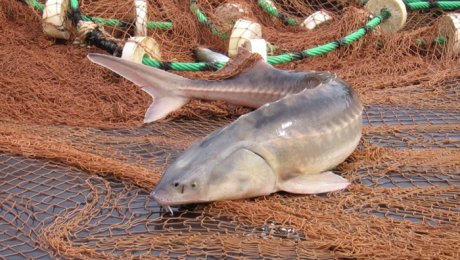 Аскар Мырзахметов запретил вылов осетровых рыб