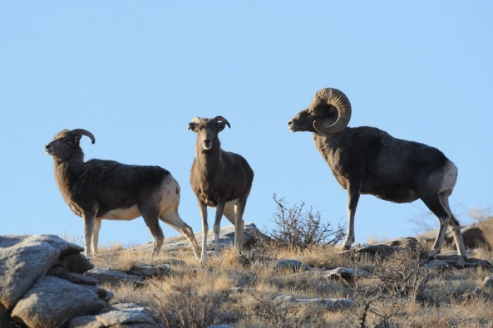 Дегелең тауына арқарлар орала бастады