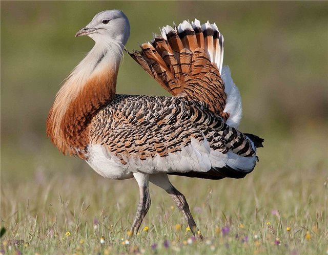 Оңтүстік Қазақстан облысында қанша дуадақ атуға рұқсат етілген?