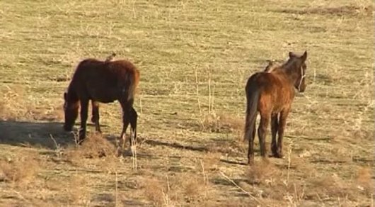 Жыл басынан бері ОҚО-да мал ұрлығымен айналысқан 20-дан аса қылмыстық топ ұсталды