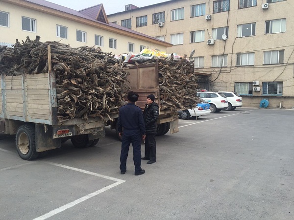 Оңтүстікте табиғат қаскөйлерінің жолы кесілуде