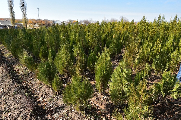 Шымкентте 77 мыңнан астам күздік көшет отырғызылады