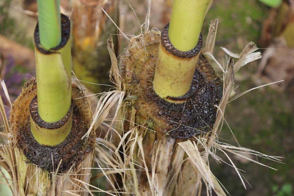 Сарыағаштық бағбан бір түптен 80 келі банан алуды көздеп отыр