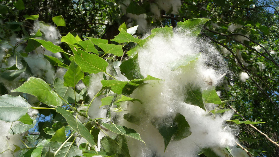 Биолог обратилась с просьбой к Назарбаеву высадить по всему Казахстану новый вид тополя