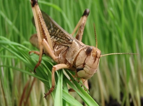 Шырылдауық шегірткеге қарсы күрес басталды