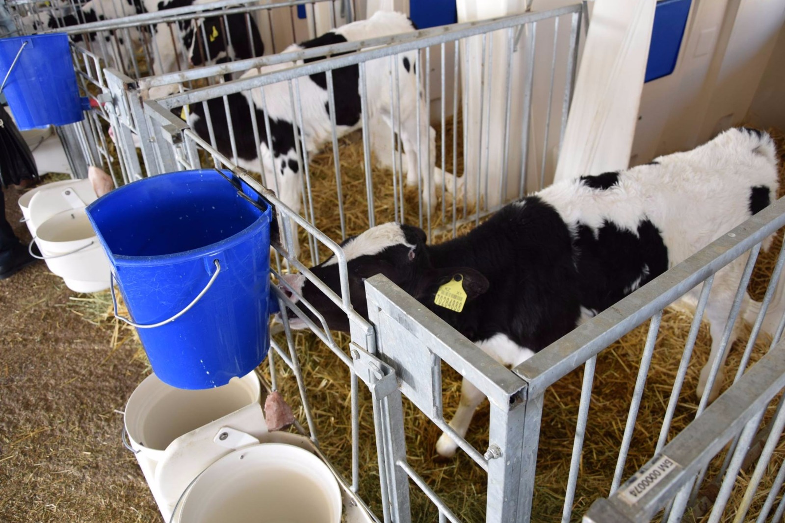 Сиырды робот сауатын жаңа кәсіпорын тәуілігне 8 тонна сүт өндіруге қол жеткізді