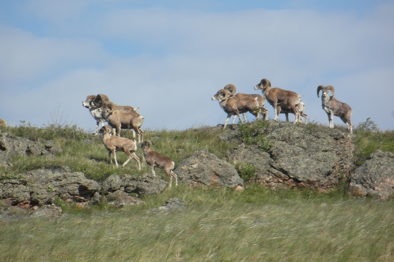 Қарағанды облысында сафари-парк жасалмақ