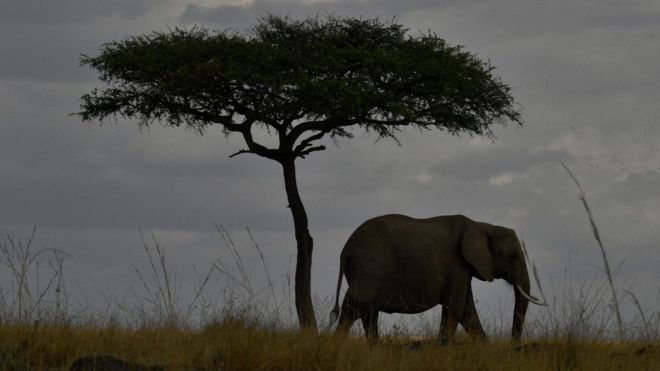 Соңғы 40 жылда әлемдегі жануар саны 60% азайған