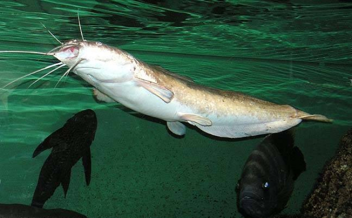 ТҮЛКІБАСТЫҚ ШАРУАЛАР АФРИКА СОМЫН ӨСІРІП ЖАТЫР