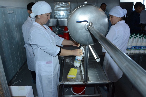 Оңтүстікте созақтық кәсіпкер түйе сүтінен йогурт дайындауды қолға алды