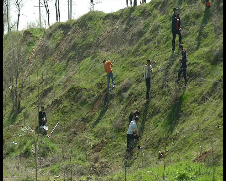 ОҚО мәслихатының депутаттары сенбілікке шығып, 10 мың түп ағаш көшеттерін отырғызды