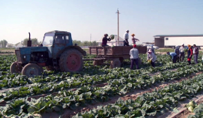 ОҚО диқандарының өнімдерін ресейлік кәсіпкерлер алқап басынан әкетіп жатыр