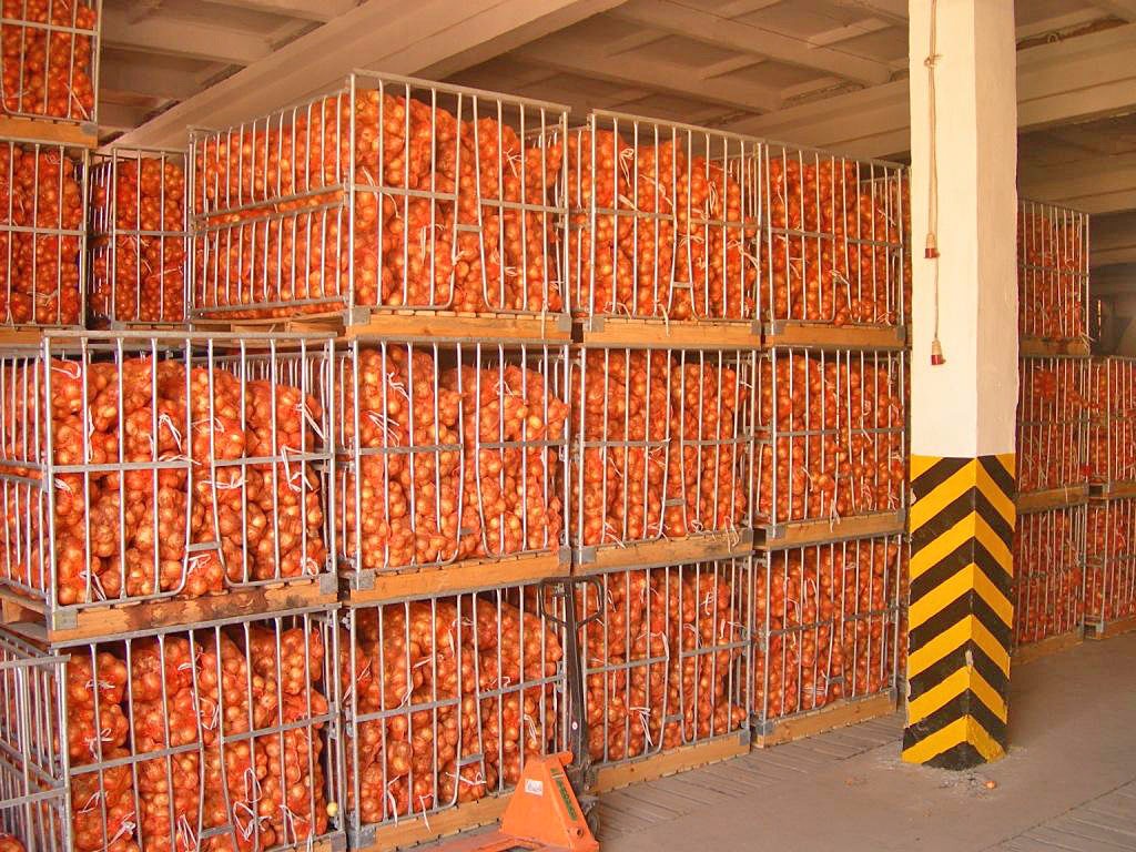 Ордабасыда пиязды кептіру цехы іске қосылмақ