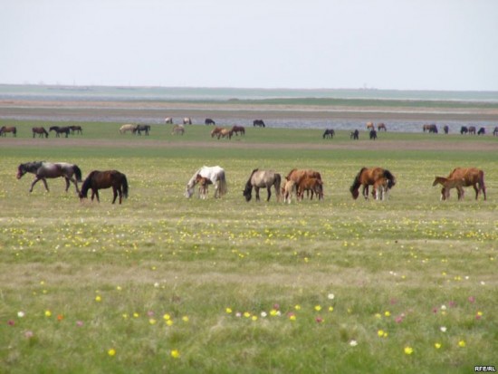 Қараусыз жайылған мал үшін айыппұл салынуы мүмкін