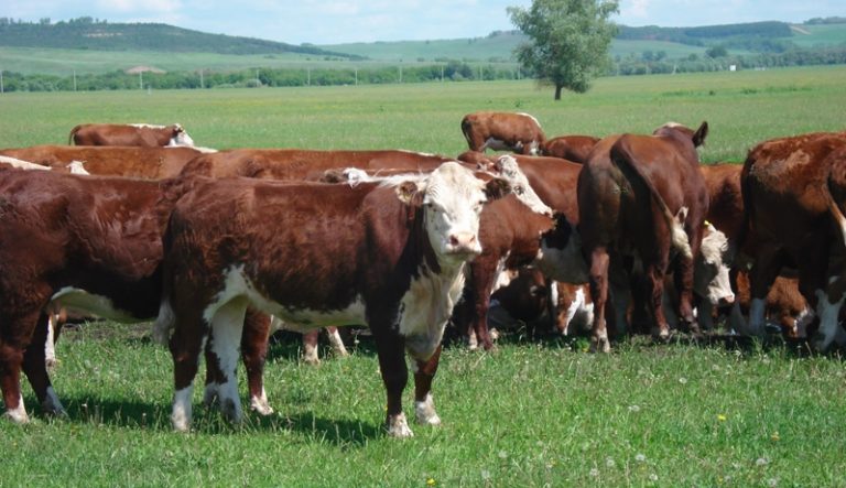 Қазақстанда мал басы мен одан түсетін пайда да көбейіп келеді