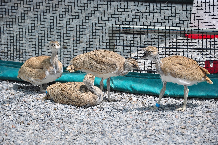 Оңтүстікте араб инвесторларының көмегімен дуадақ өсірілуде