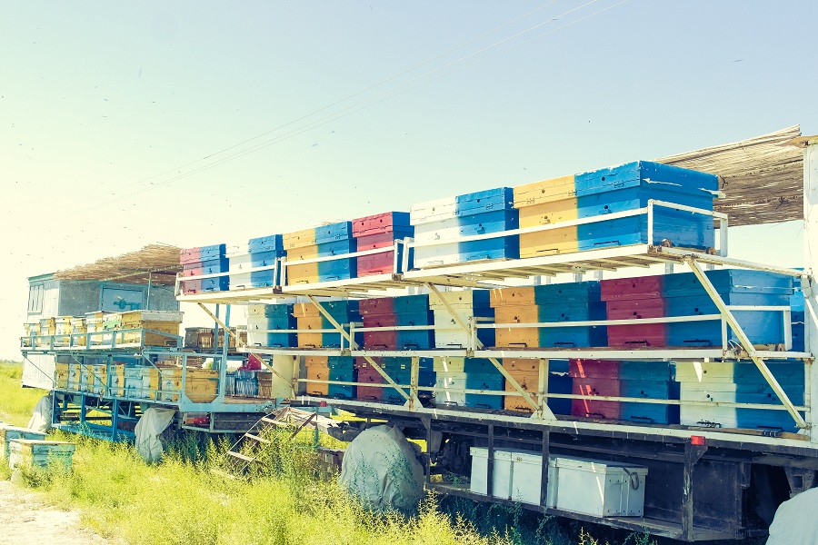 ҚЫТАЙЛЫҚТАР МАҚТААРАЛДАН ШЫҒАТЫН БАЛҒА ҚЫЗЫҒУШЫЛЫҚ ТАНЫТУДА