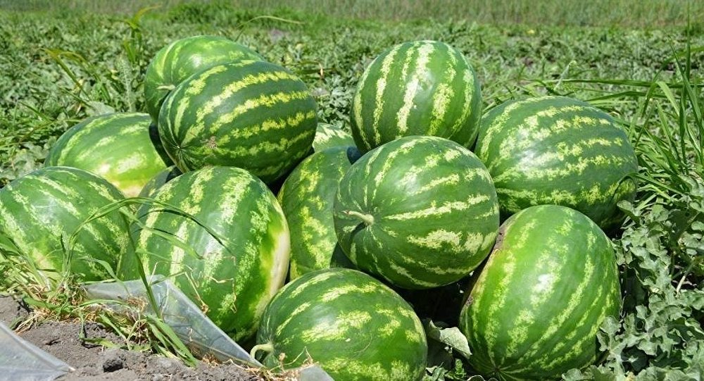 ОҚО-дағы жаушықұмдық жастардың жоспары көп