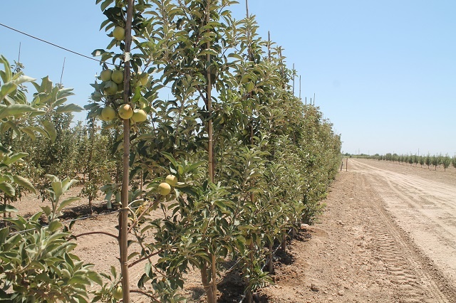 Түлкібаста биыл 356 га жерге алма бау егілді