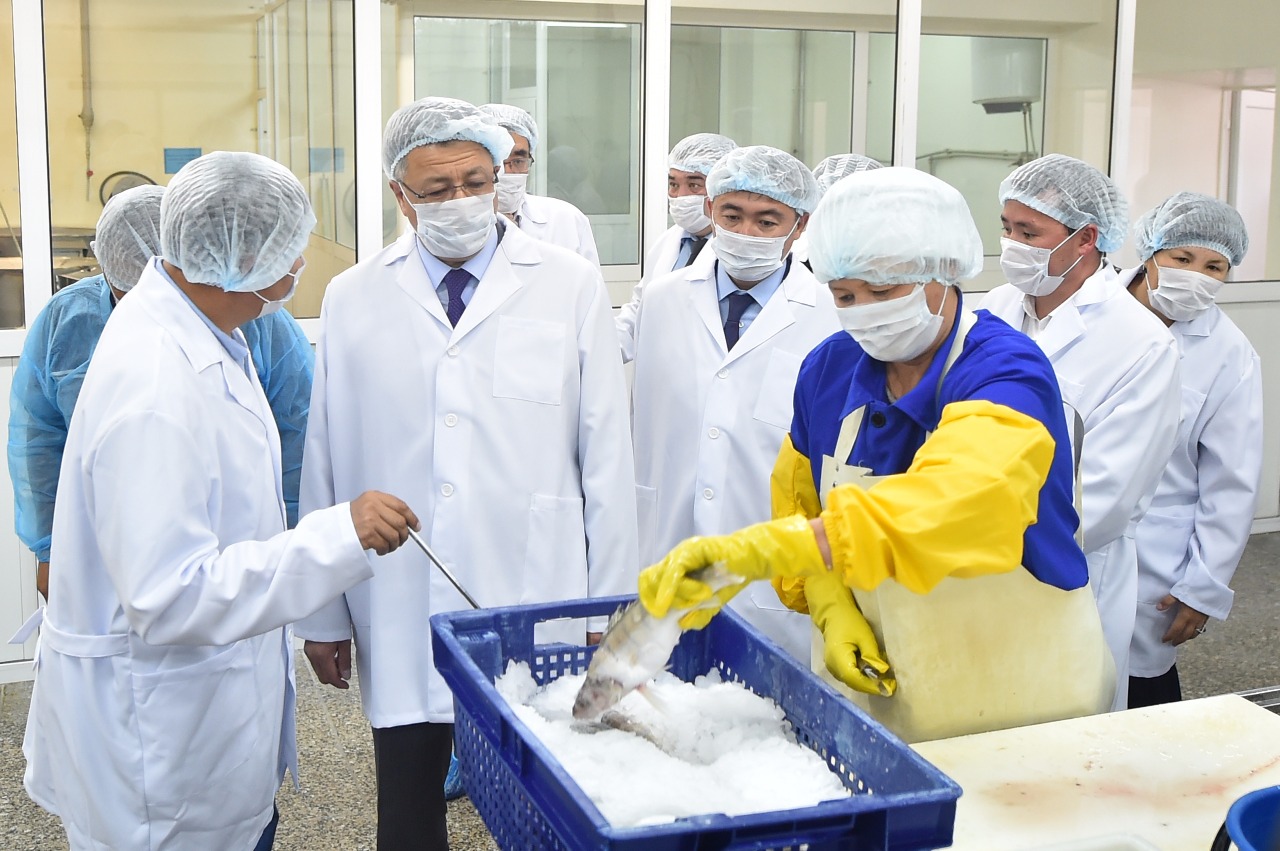 Шардарада жыл басынан бері 1300 тонна балық өнімі өндірілді