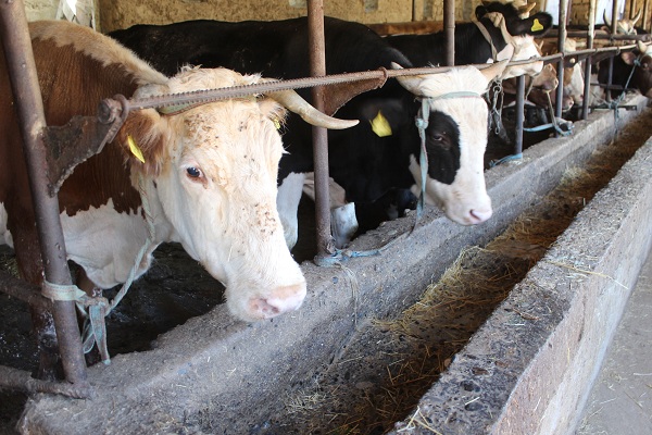 Оңтүстіктегі шағын несие ұйымы 16 мыңға жуық жобаны қаржыландырды