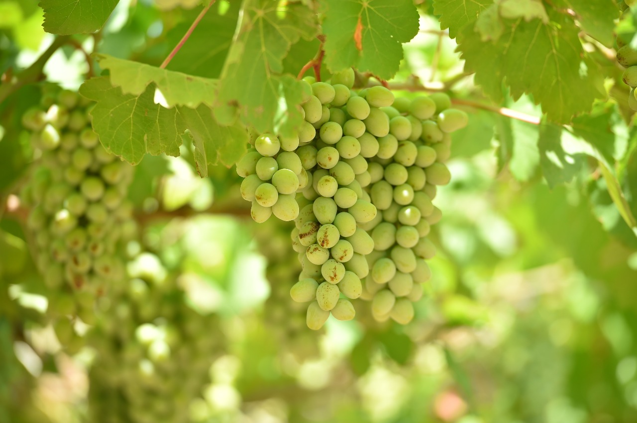 ОҚО-дағы мақтаралдық шаруалар 2766 тонна жеміс пен жүзім жинады