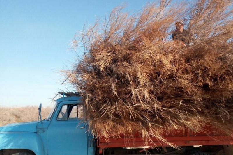 Қызылордада сексеуіл ағашын заңсыз кескен азаматқа қатысты іс қозғалды