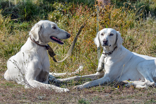 Халқымыздың және басқа да халықтардың итке байланысты мақал-мәтелдері