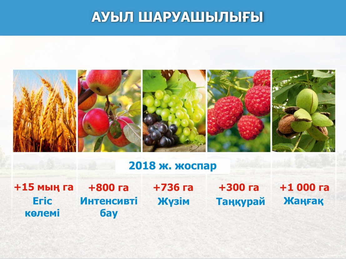 ОҚО-да биыл 3 мыңнан астам мал бордақылау алаңы ашылады