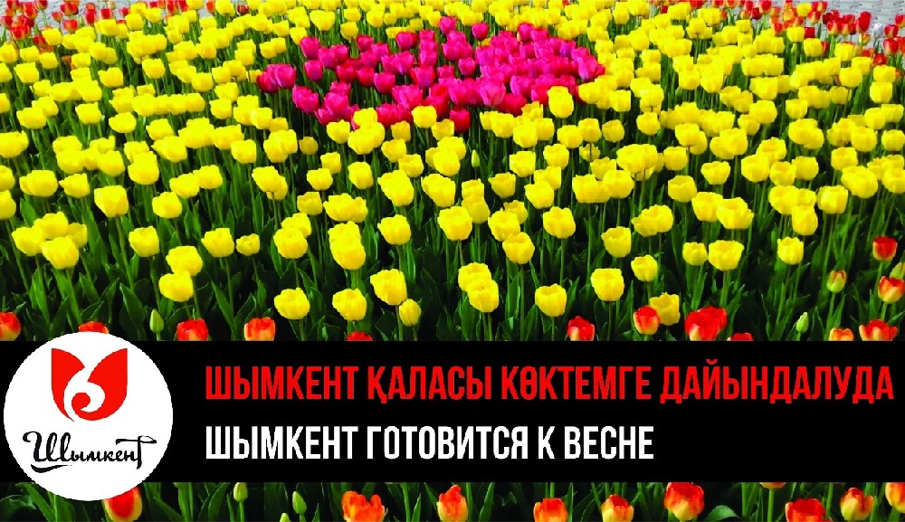 Шымкентте 1 миллион 37 мың қызғалтақ егілді