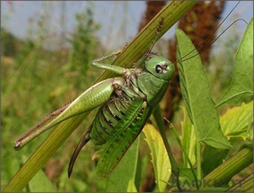 Шегіртке зиянкестеріне қарсы өңдеу шаралары басталды
