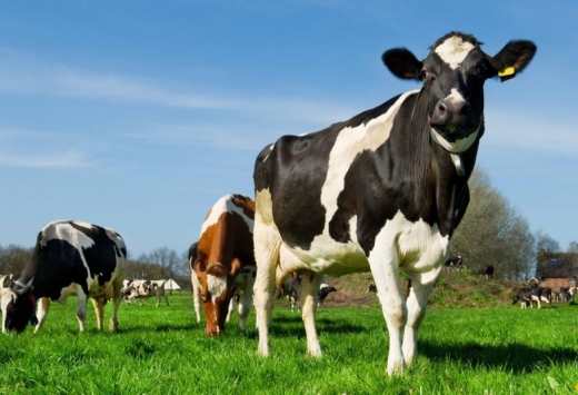 Қазақстан шетелден 1 млн бас асыл тұқымды ірі қара мал сатып алмақ