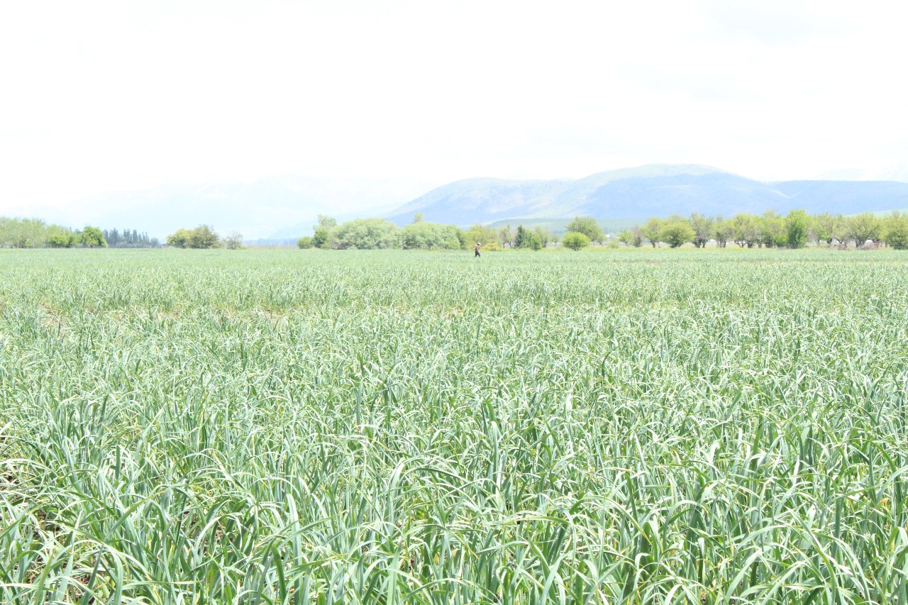 Оңтүстікте төлебилік шаруа ерекше әдіспен сарымсақ өсіруді қолға алды