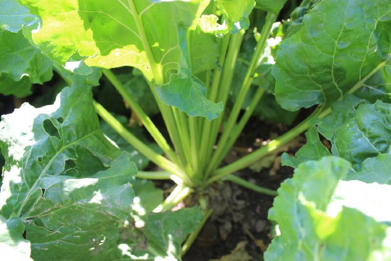 Жамбыл облысында ғарыш арқылы қант қызылшасының сапасын бақылауда