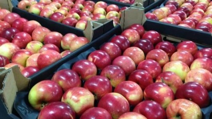 Түлкібастың бағбандары 5 мың тонна «апорт» алмасын жинады