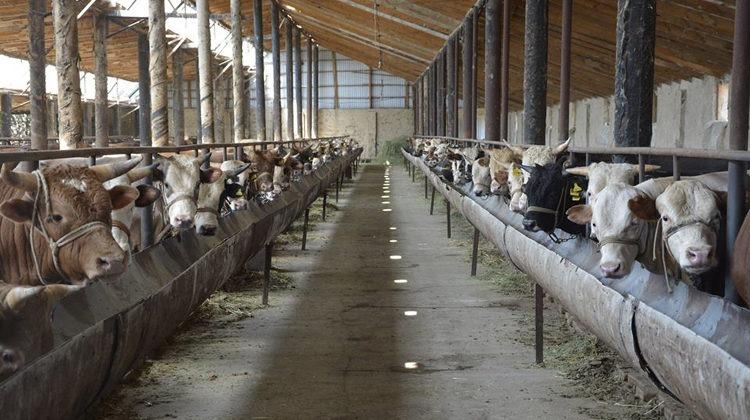 Сайрамда 70-тен аса мал бордақылау алаңы ашылған