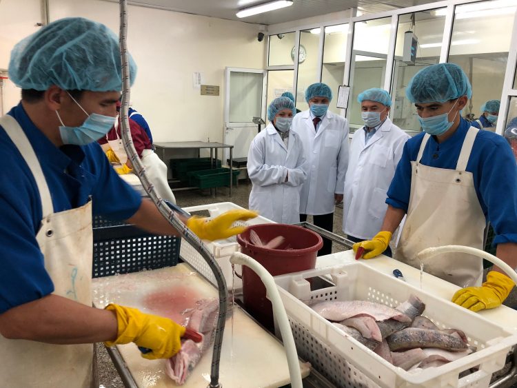 Шардарадағы балық зауытының жұмысы қарышты дамып келеді