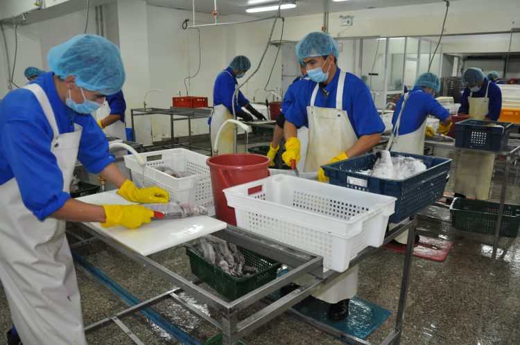 Шардарадағы балық зауытының жұмысы қарышты дамып келеді